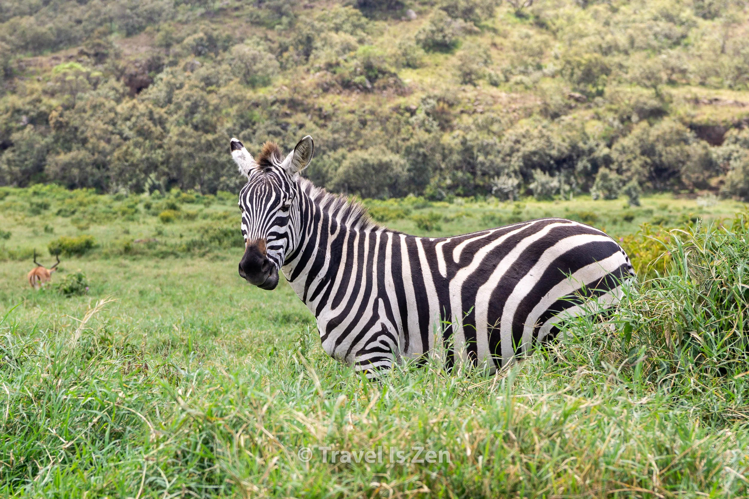 Do-It-Yourself Safari in Kenya — Travel Is Zen